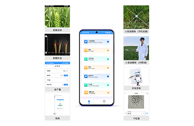 来宾市小麦表型测量仪IN-XM05